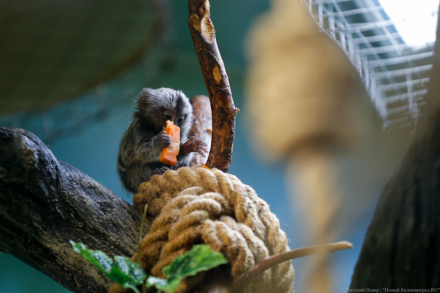Само очарование: «фотосессия» семейства игрунок в Калининградском зоопарке 
