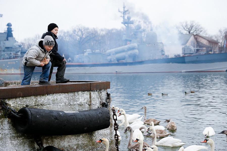 Военно-морской лебедь: зимовка птиц в Балтийске (фото)
