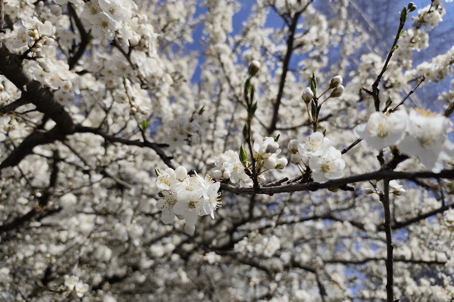 Ветрено и почти по-настоящему тепло: погода в Калининградской области 14 апреля
