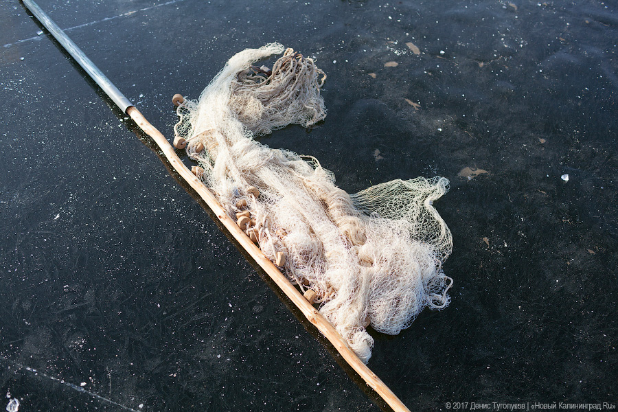 Рыба большая и маленькая: как прошёл День корюшки в Ниде