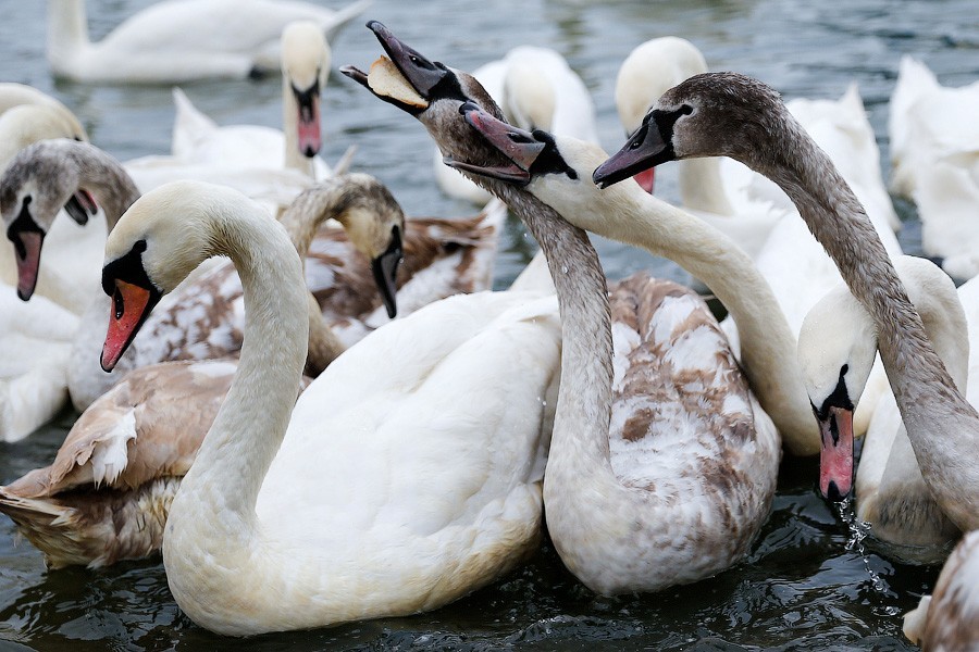 Прокуратура намерена провести проверку по факту гибели лебедей