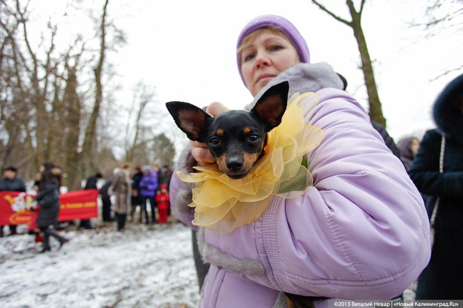 «Праздник для собак»: фоторепортаж из Ботанического сада