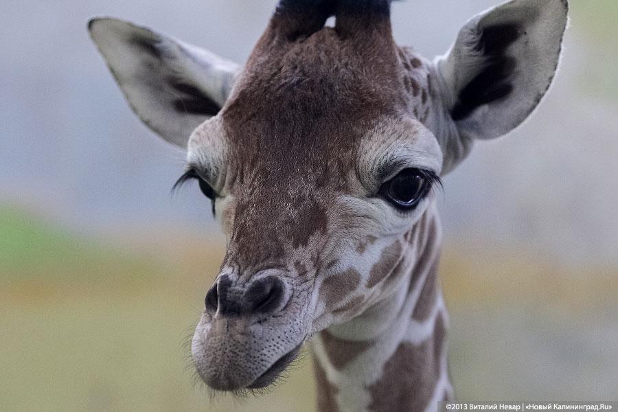 «Два метра пятен»: кормление новорожденного жирафенка