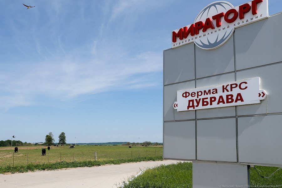 Бойня за землю: что мешает развиваться «Мираторгу» в Калининградской области