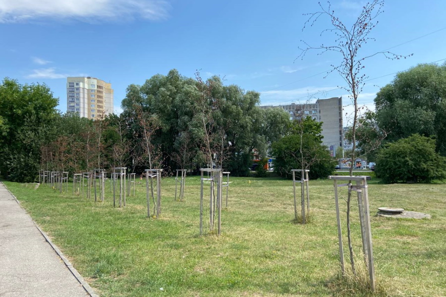 В Калининграде на улице Нарвской из 25 высаженных буков засохло больше половины (фото)