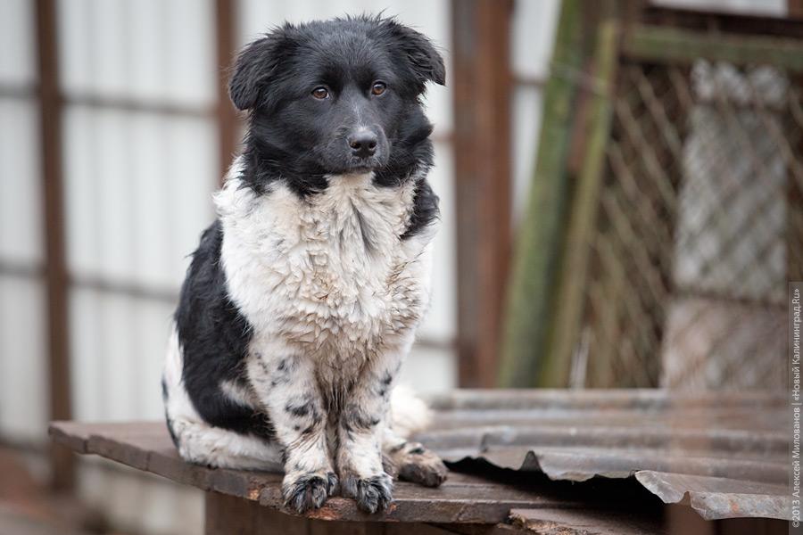 Три этажа собак: как в одной конюшне разместились 70 бездомных животных