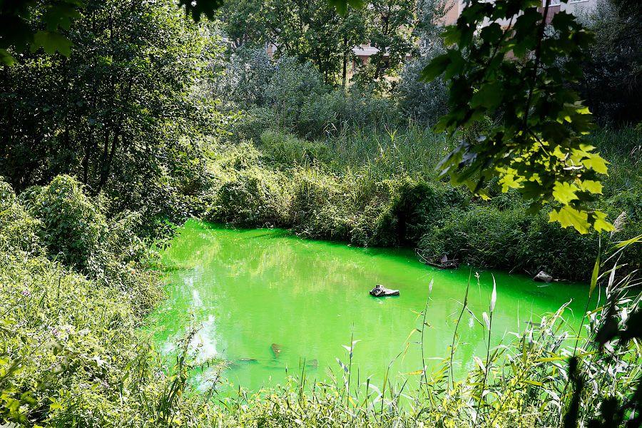 Страшный сон Тортиллы: почему вода в Ялтинском пруду стала ядовито-зеленой (фото)