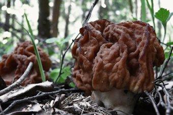 Калининградка умерла от отравления грибами, собранными в лесу