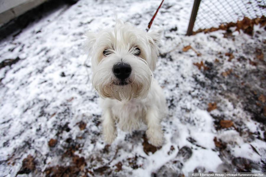 «Праздник для собак»: фоторепортаж из Ботанического сада