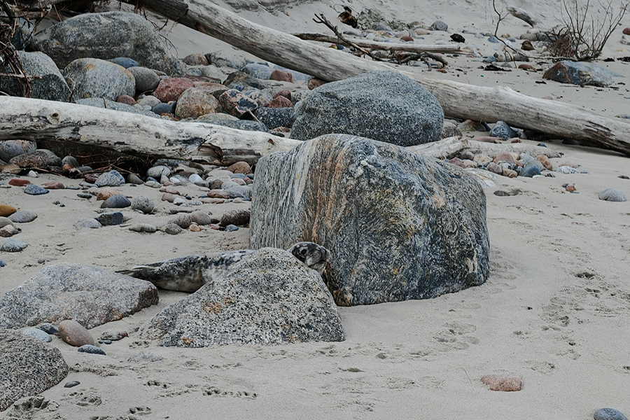 В Калининградской области подвели итоги «переписи» тюленей (фото)