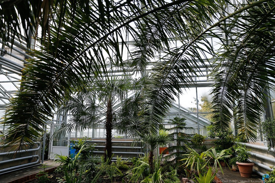 Ботанический сад в Калининграде перешел на летнее расписание