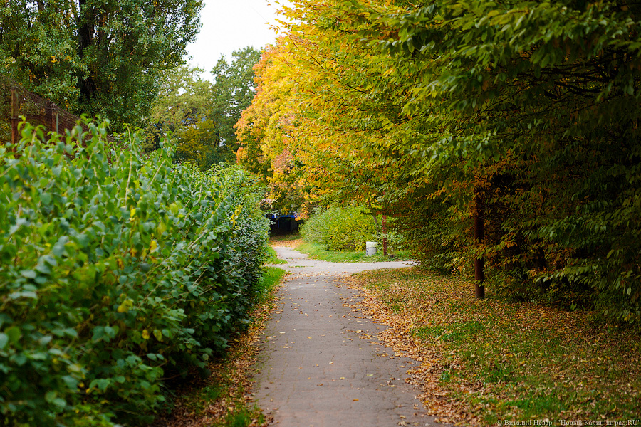 Увидеть в последний раз: осень на стадионе «Спартак», который хотят застроить (фото)