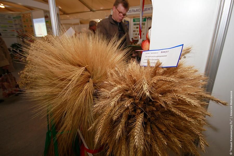 "Агропром-2010": фоторепортаж "Новый Калининград.Ru"
