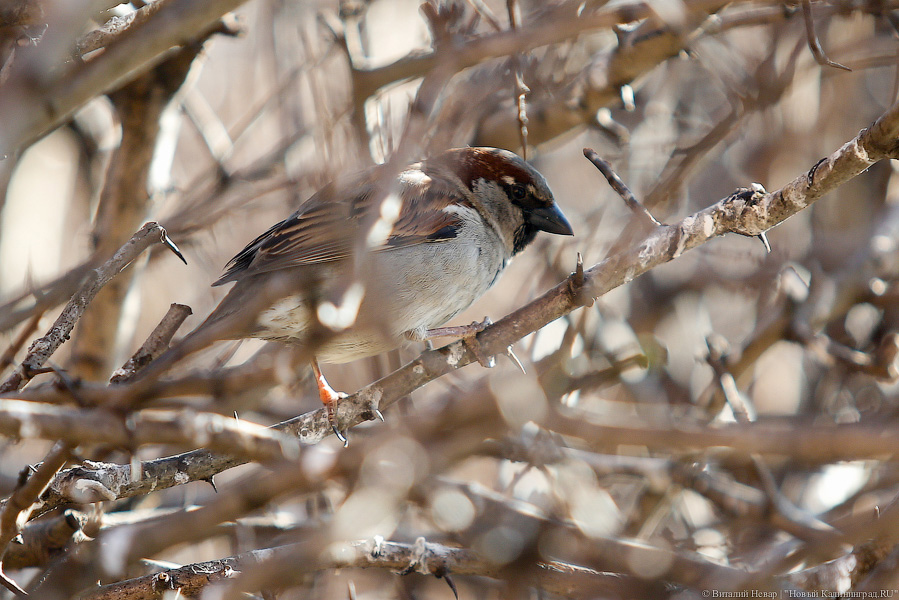 Просрочка, упрощённые автомобили и жильё для очередников: нововведения февраля