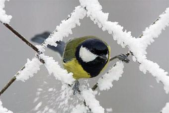 Температура в Литве упала до -20 градусов