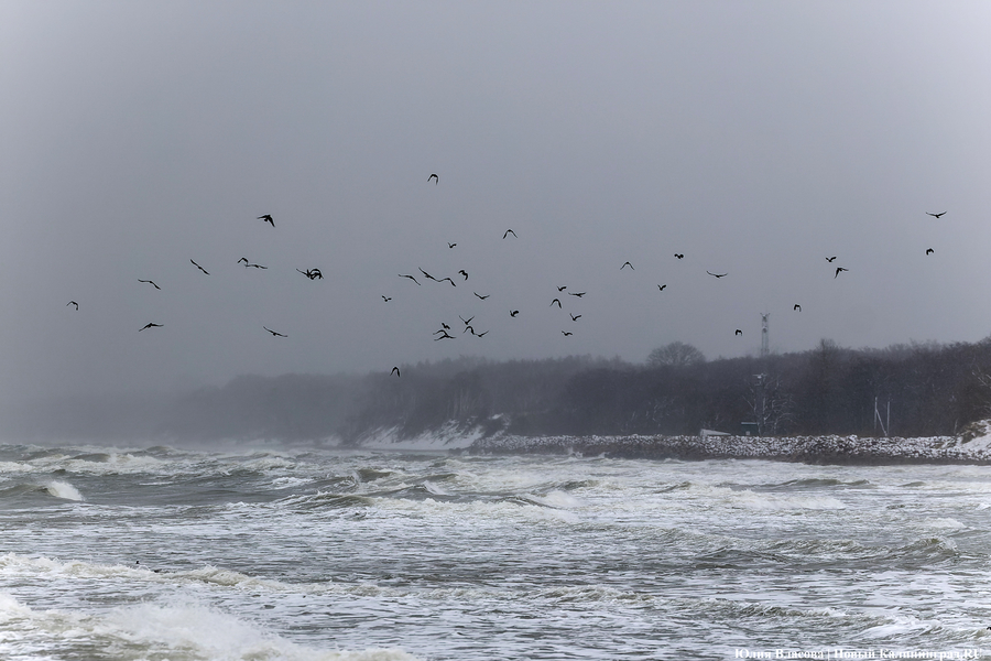 Штормовая вселенная: как циклон «Золтан» накрыл Зеленоградск (фото)