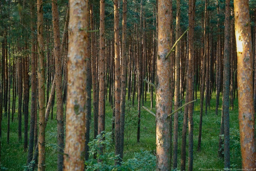 Аудиторы: в Калининградской области возникла острая проблема с хвойными лесами