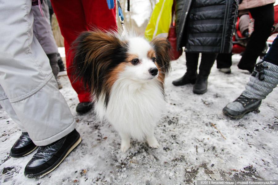 «Праздник для собак»: фоторепортаж из Ботанического сада