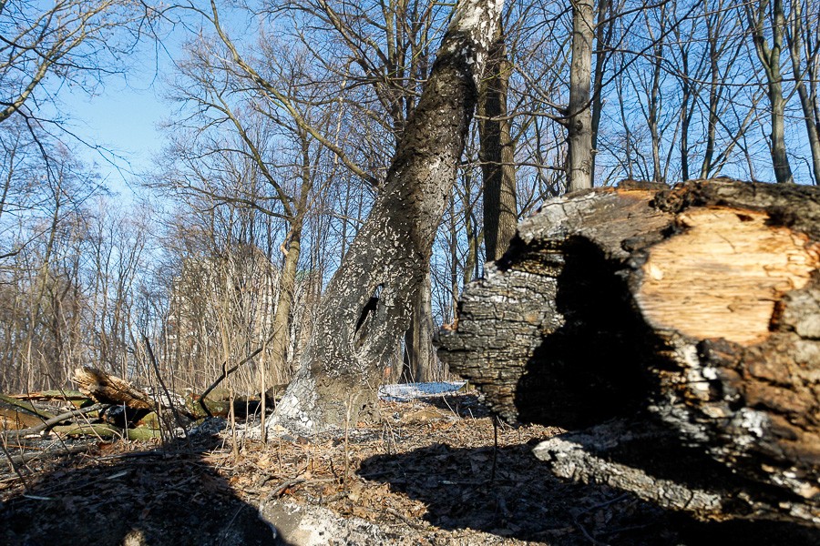 В Калининграде вырубят две сотни деревьев ради строительства дороги