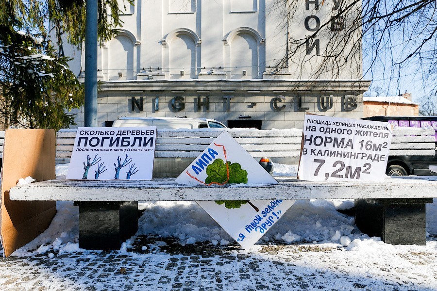 Министр: вырубка деревьев в Калининграде продолжается, несмотря на мораторий
