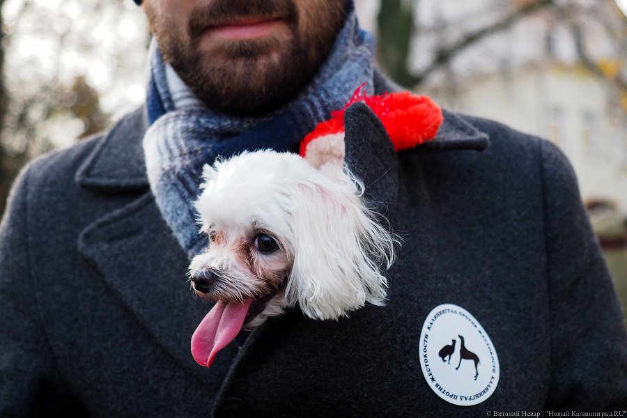 За что нас убивают?: как в Калининграде митинговали в защиту животных