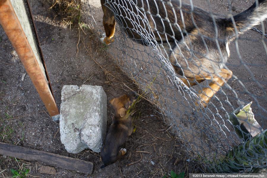Естественный отбор: что творится за забором Службы защиты животных (фото)