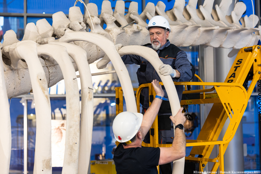 Первый «обитатель» «Планеты Океан»: скелет кашалота переезжает из «Глубины» (фото)