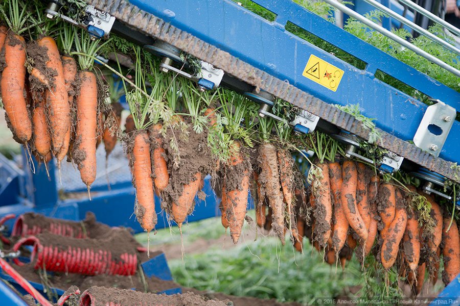 День в поле: как врио губернатора Антон Алиханов импортозамещение поддерживал