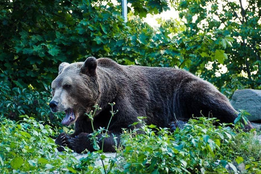 Виталий Невар / Новый Калининград
