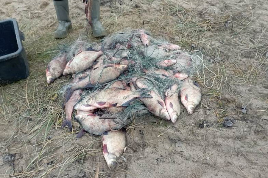 Калининградец поймал 48 лещей и получил уголовное дело