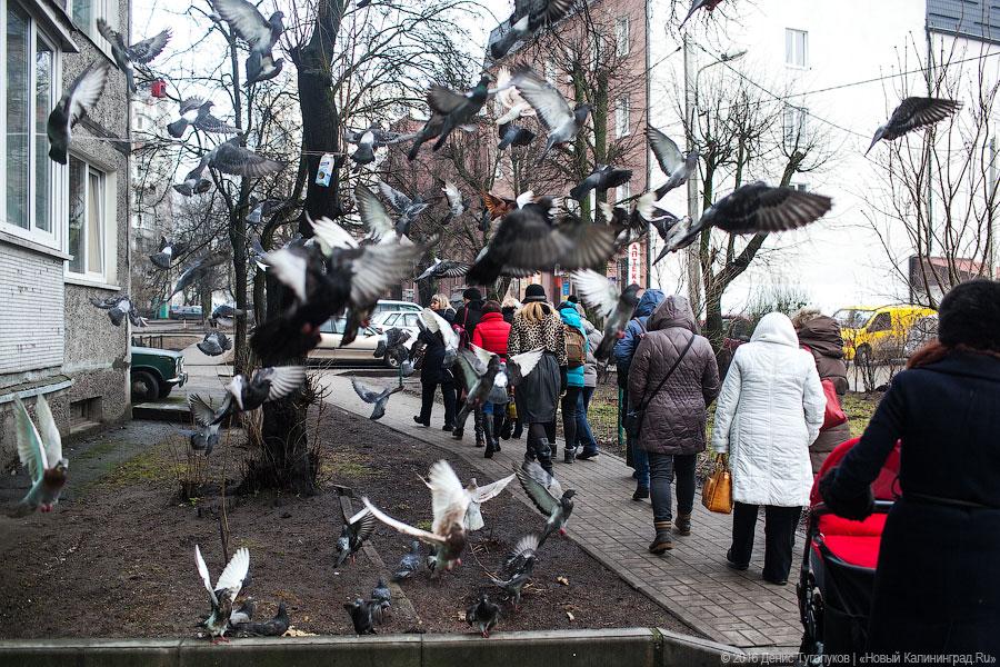 Кёнигсберг в Калининграде: как проходят «народные» экскурсии по улицам города