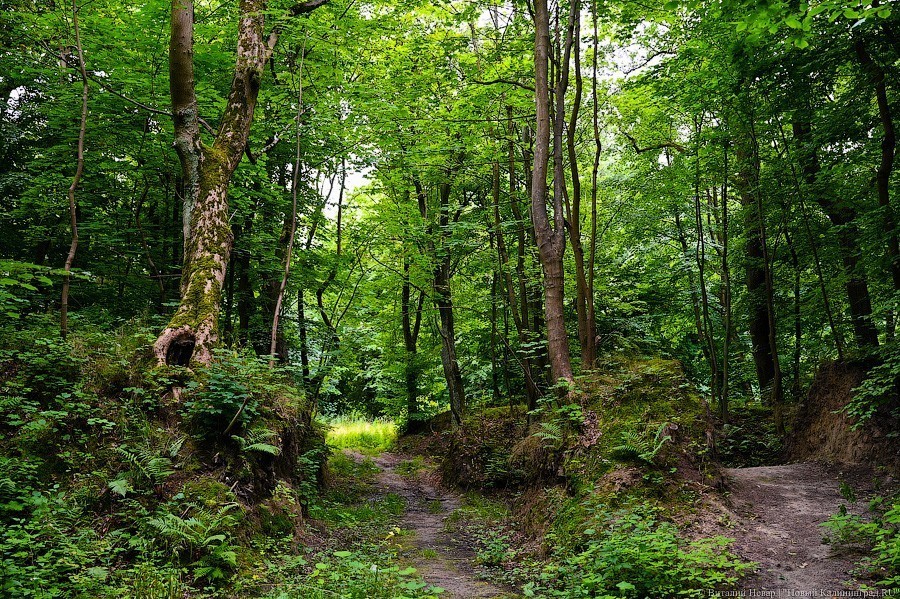 Власти отказались раскрывать протокол слушаний по застройке зеленой зоны в Калининграде