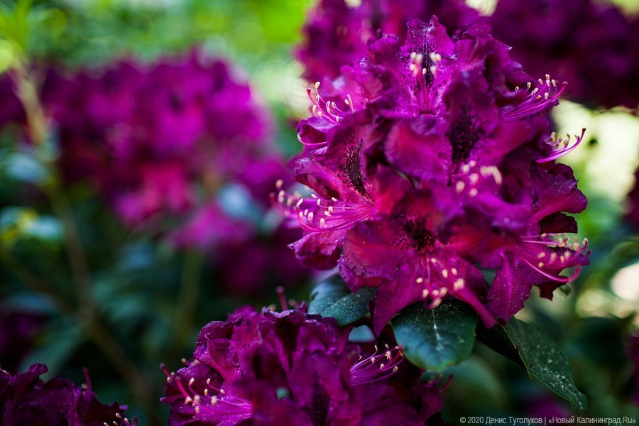 Розовое цветение: Ботанический сад открылся для посетителей (фото)