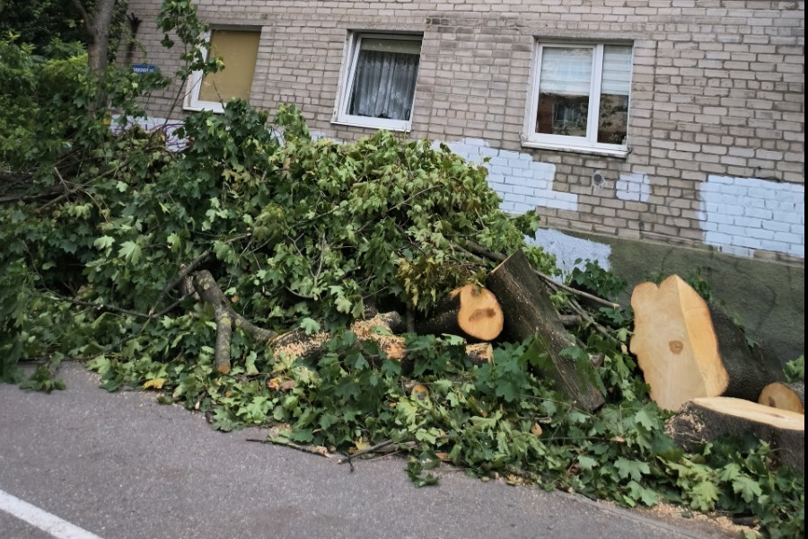 В Калининграде по требованию властей спилили здоровый 60-летний клён