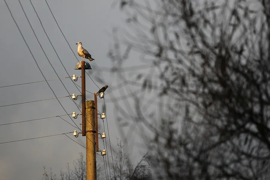 Под Калининградом накануне Нового года загорелась трансформаторная подстанция
