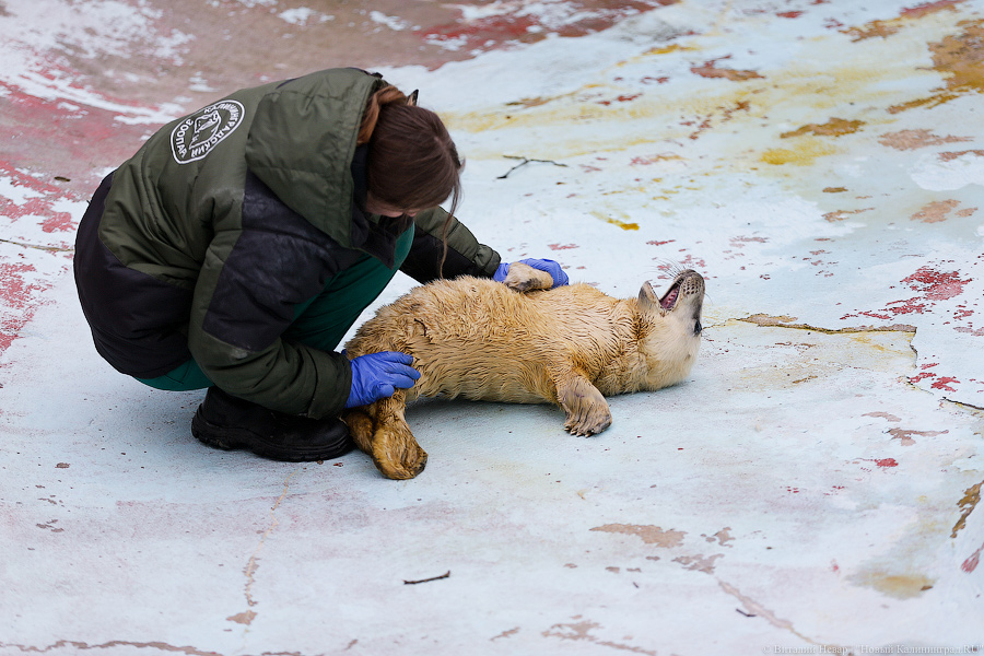 Мама, это я: в Калининградском зоопарке родились три тюлененка