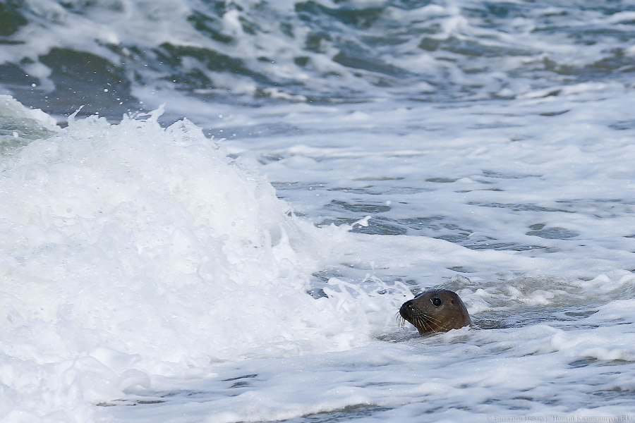 Тюлений «выпускной»: как животные из зоопарка обрели свободу на Балтике