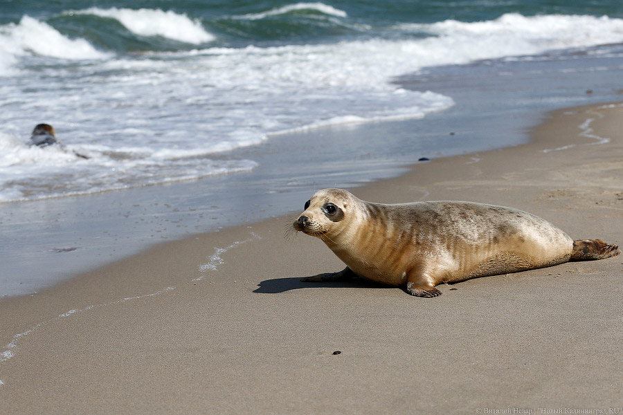 Калининградцев призывают поучаствовать в подсчете тюленят на побережье