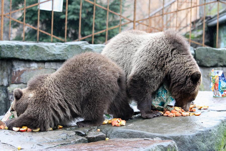 Конина к году Лошади: зоопарк раздал животным любимые лакомства
