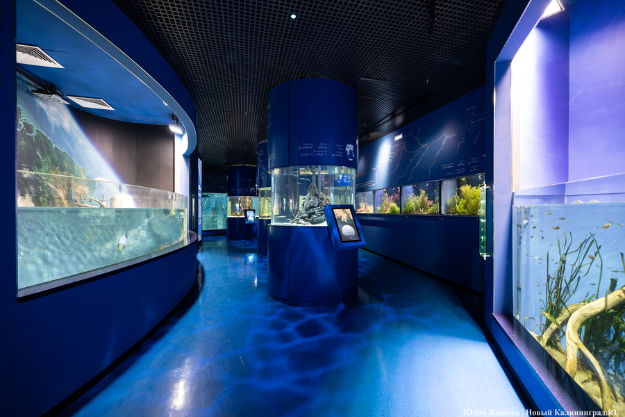 «Земля убывает»: как в Калининграде прошло официальное открытие «Планеты Океан»