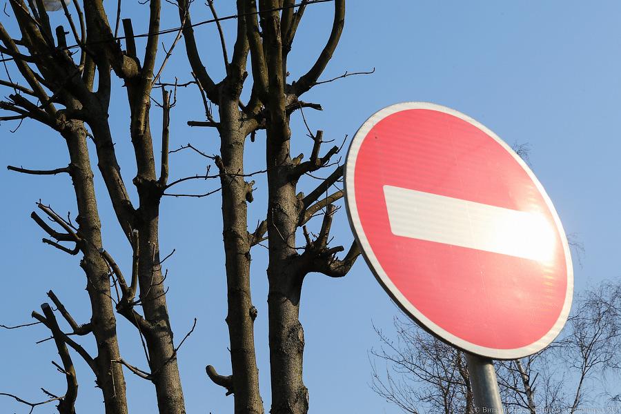 «А потом они умирают»: к чему приводит обрезка деревьев в Калининграде