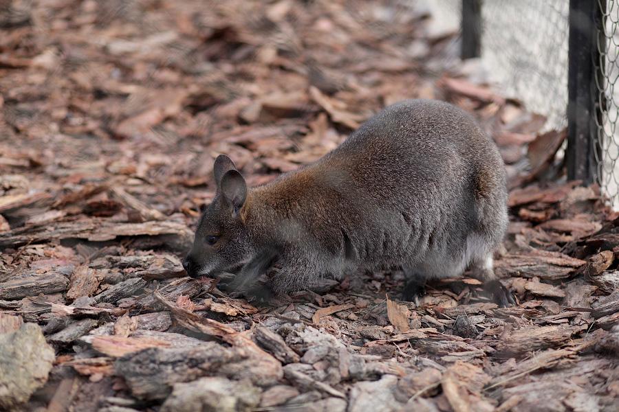 Зоопарк: кенгуру погибли из-за «любителей халявы»