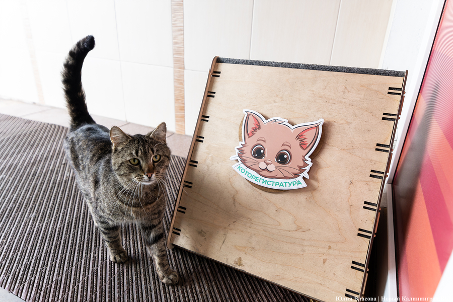 В Калининградской области намерены провести бесплатные приемы детских онкологов 