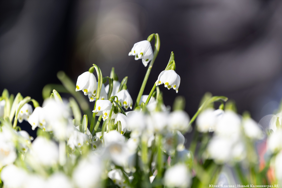 Кругом мимозы и тюльпаны: как выглядят улицы Калининграда 8 марта (фото)