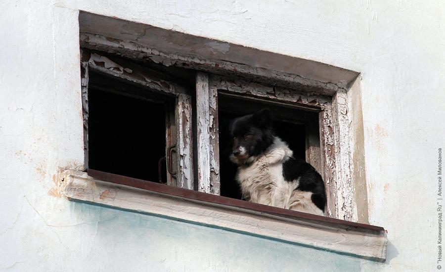 "Пустые дома: Тельмана, 17-19": фотопроект "Нового Калининграда.Ru"