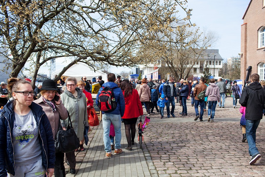 Салаке и корюшке на заметку: как прошёл День селёдки в Калининграде
