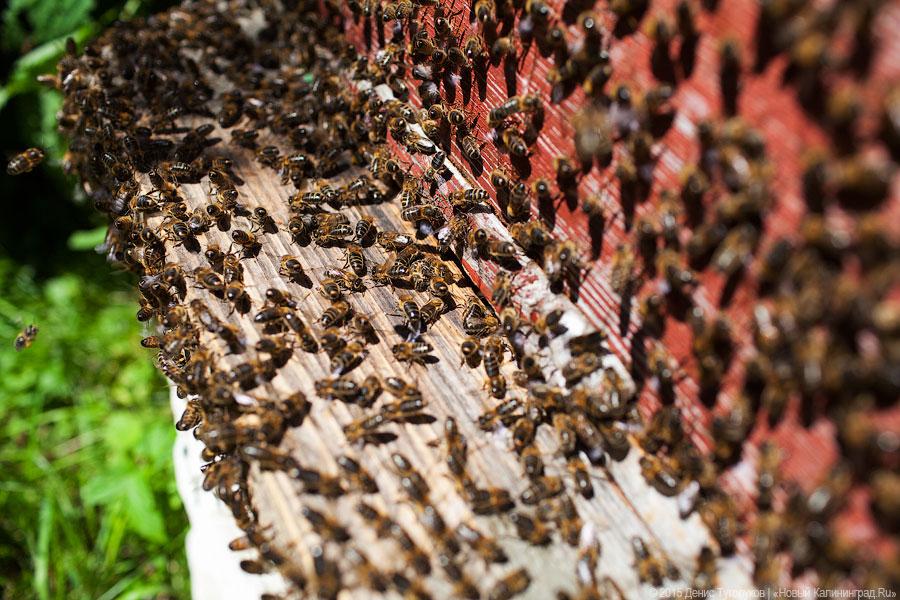 Россельхознадзор: жители региона стали чаще жаловаться на соседей-пчеловодов