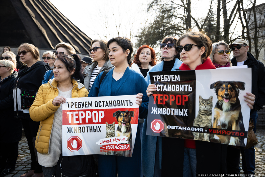 В защиту братьев меньших: в Калининграде прошёл митинг против убийства животных (фото)