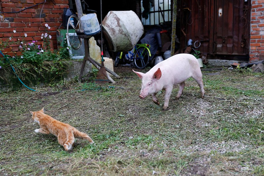 Картошка с молоком: как живут «лучшие начинающие фермеры России» из Славска