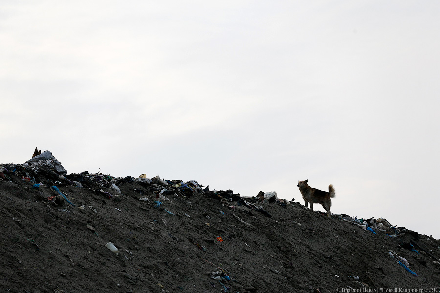 В Гусевском районе ликвидировали свалку шин